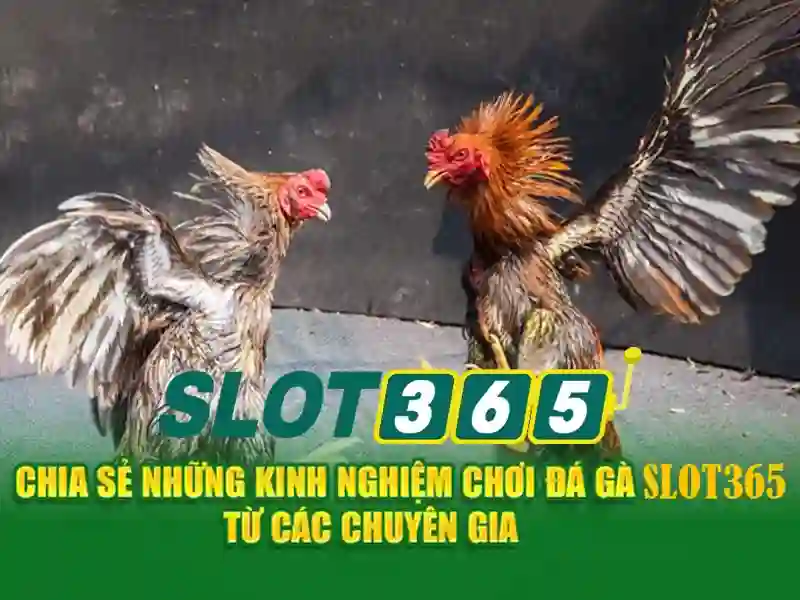 https://22bet-online.com/images/text/slot365/slot365-text1122.webp